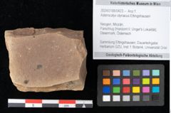Foto (Objekt + Etikett) von Asterocalyx styriacus Ettingshausen (NHMW-GEO-2024-0188-0423)